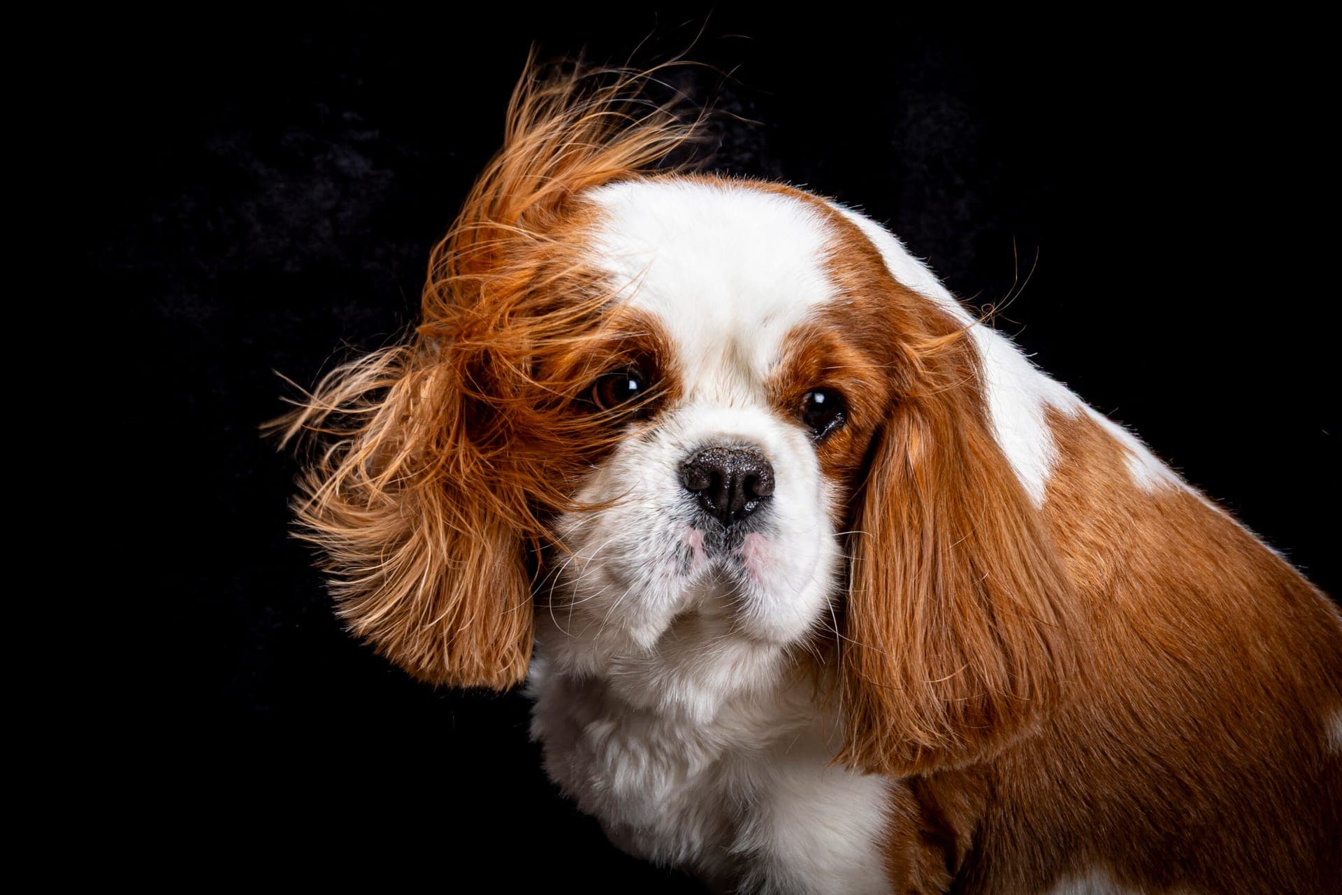 Chien photographié en extérieur