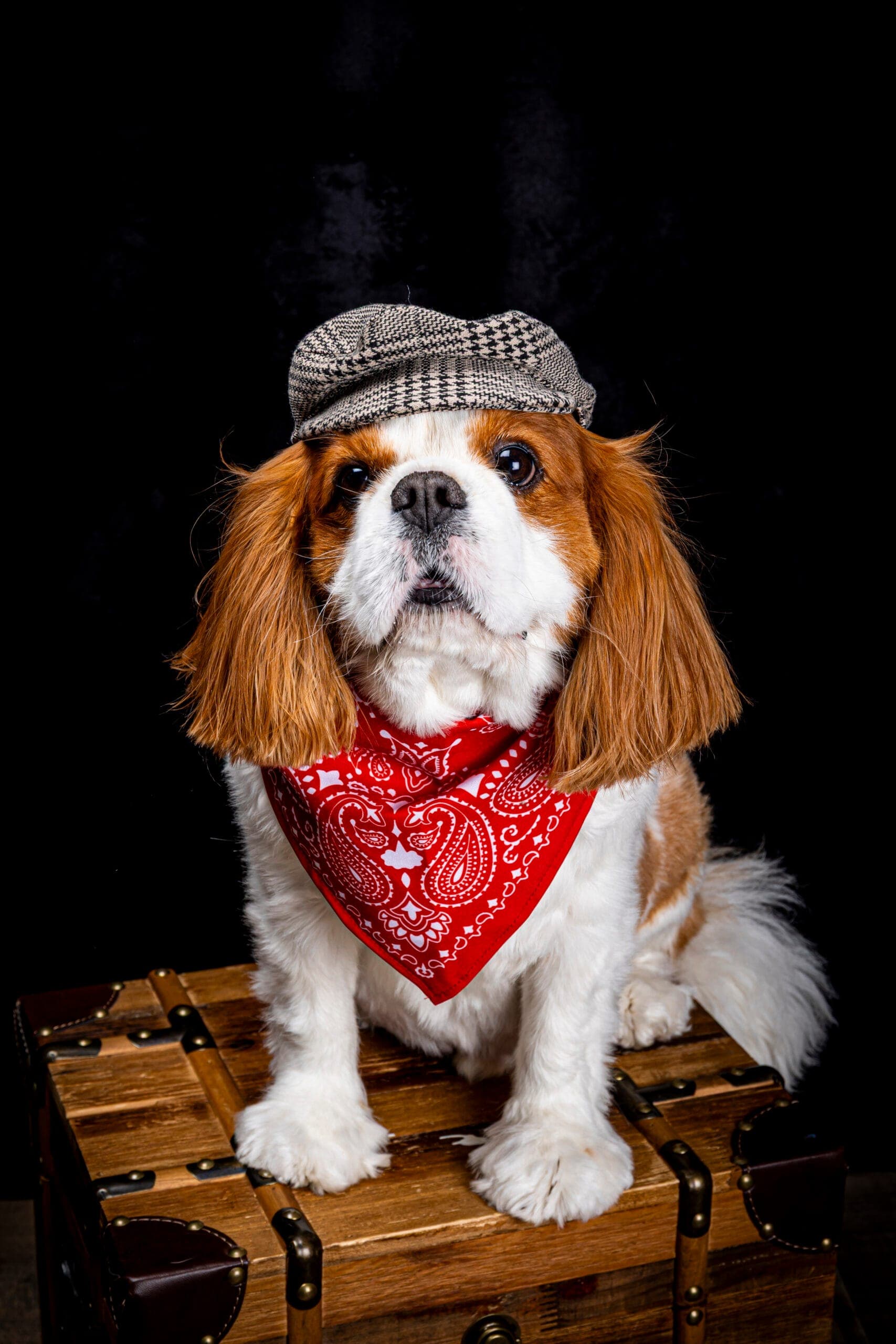 Portrait expressif d'un chien