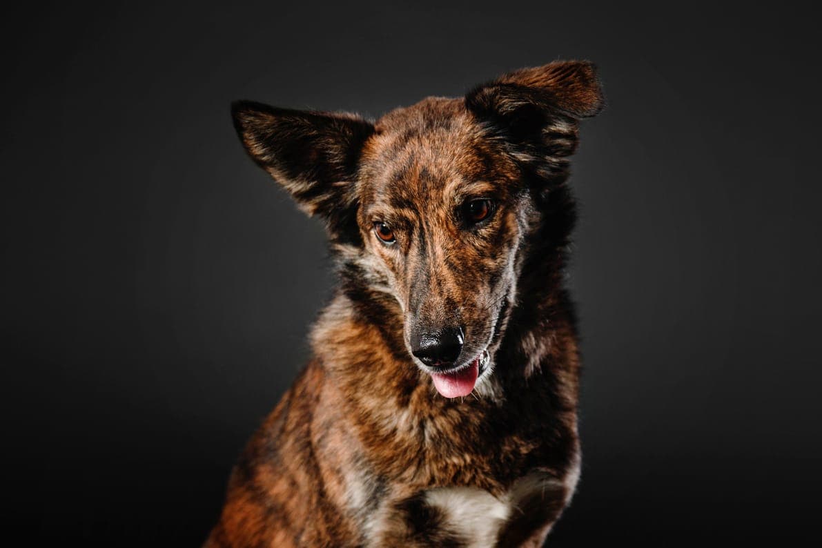 Portrait d'un chien en studio sur fond noir