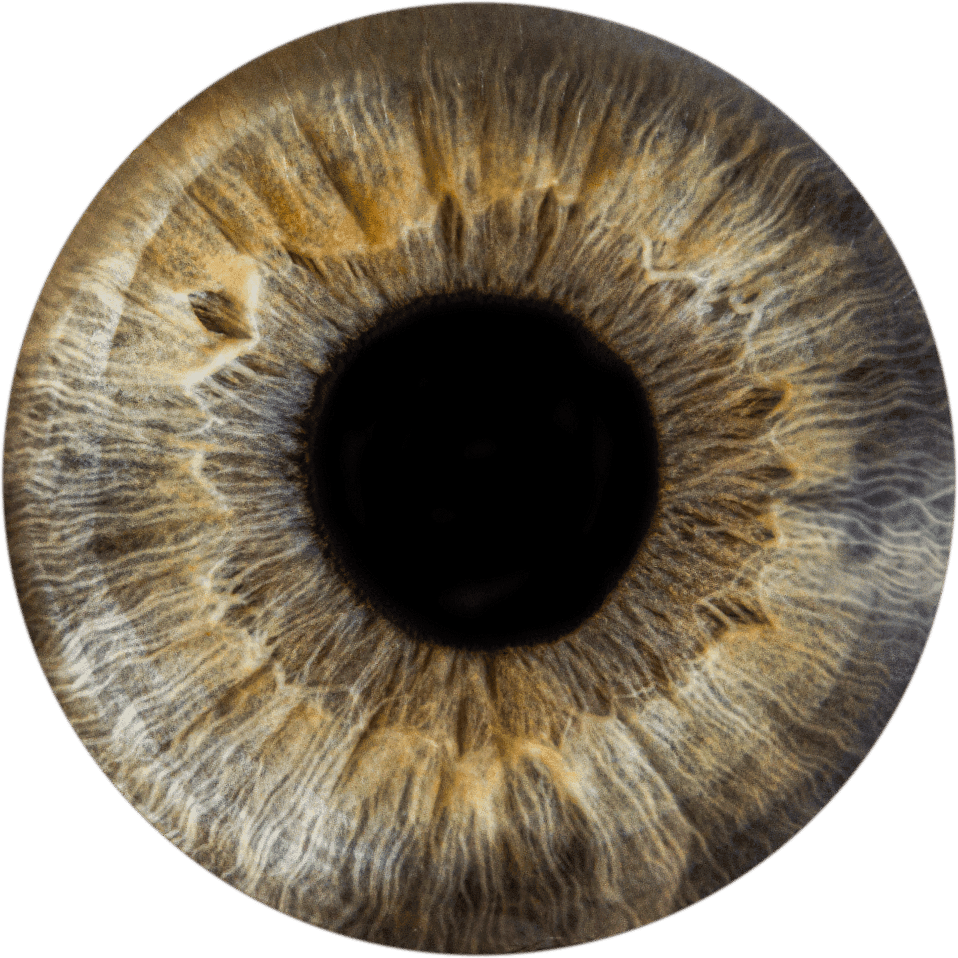 Photographie macro d'un iris coloré