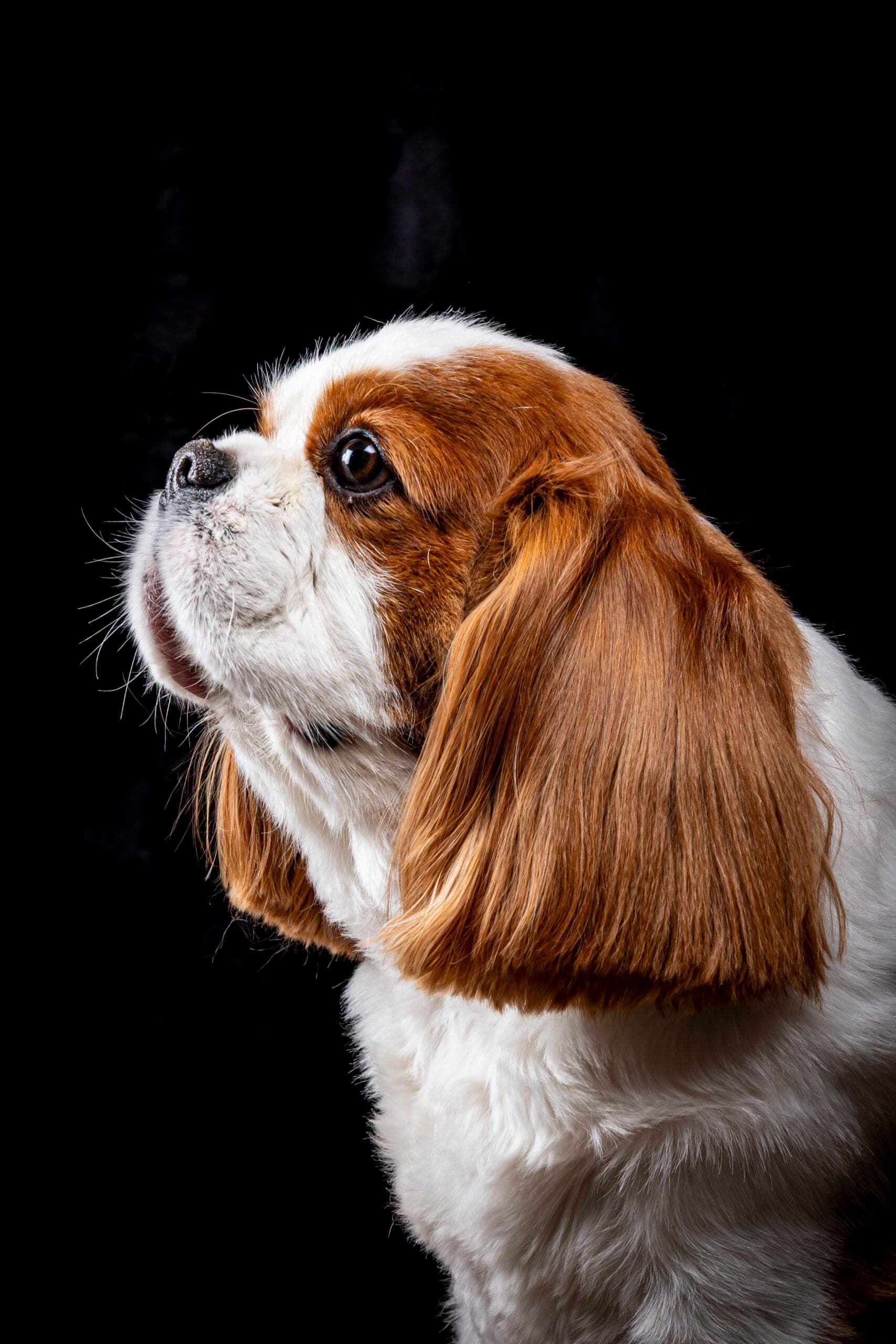 Portrait d'un chien en studio par Jean Gourlaouen